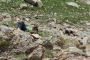 Gran_Paradiso_2024-46