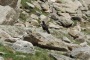 Gran_Paradiso_2024-49